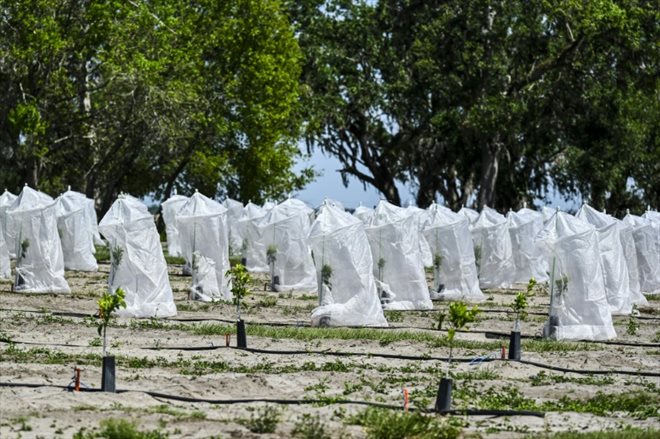 Des jeunes orangers protégés par des sacs plastiques sur un verger à Arcadia, en Floride, le 14 mars 2023