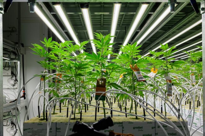 Le site de production de cannabis de la start-up Demecan, à Ebersbach près de Dresde, le 28 novembre 2022