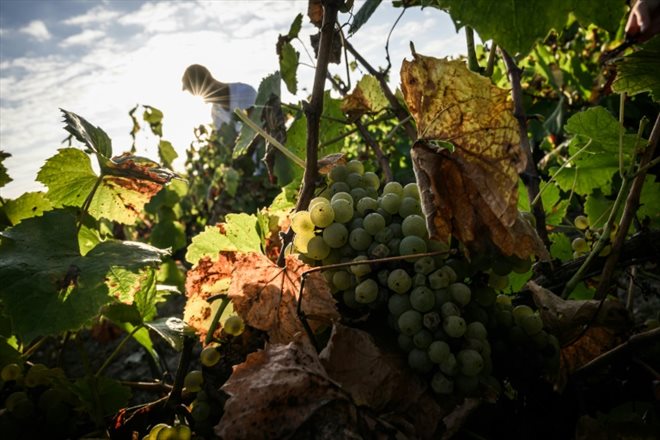 Vendanges à Château-Thébaud, le 13 septembre 2023 en Loire-Atlantique