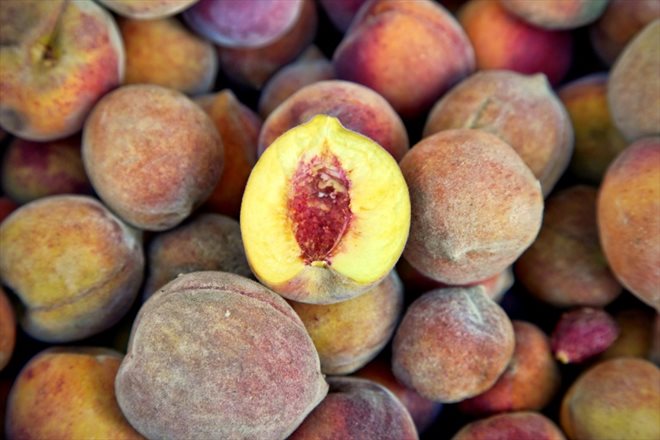 Des pêches cultivées pour développer de nouvelles variétés de ce fruit sur le campus de l'université de Géorgie, à Griffin (Etats-Unis), le 13 juillet 2023