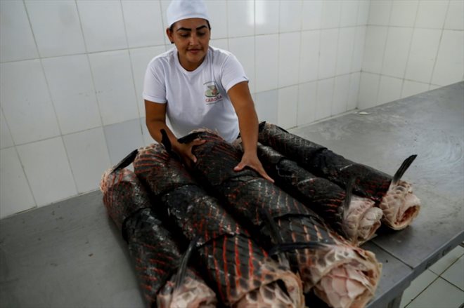 Une poissonnière roule des peaux de Pirarucus (Arapaïma gigas) dans la réserve de développement durable (RDS) de Mamiraua à Fonte Boa, dans l'État d'Amazonas, au Brésil, le 7 novembre 2022