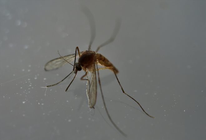 Un moustique tigre asiatique (anciennement Aedes albopictus), vecteur de maladies comme le chikungunya, à Mexico, le 7 mai 2016