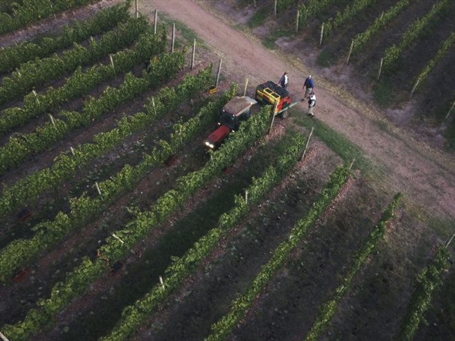 Vendanges dans les rangs de cépage Tannat, le 13 mars 2023 dans le vignoble de la bodega Bouza, à Melilla, en Uruguay 