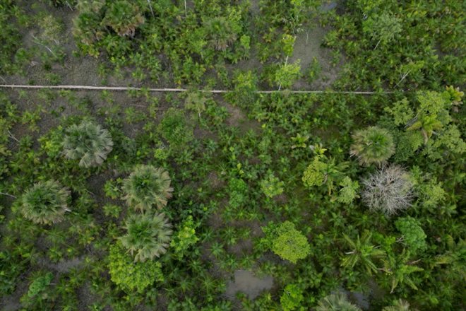 Vue aérienne de baies d'açai dans une plantation à Abaetetuba, dans le nord du Brésil, le 4 août 2023