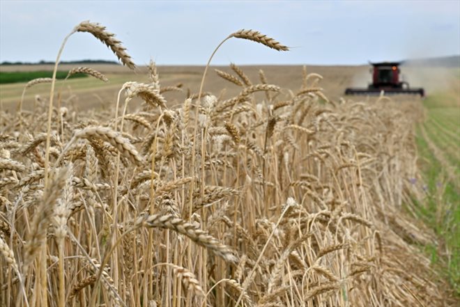 La récolte du blé, le 18 juillet 2023 dans un champ près de Kivsharivka, en Ukraine