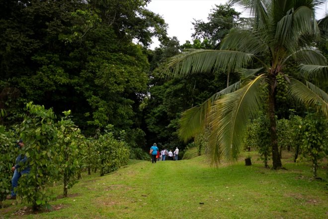 Des touristes visitent une exploitation agricole dont les plantations compensent l'empreinte carbone de ses visiteurs, à Heredia (Costa Rica) le 28 octobre 2020