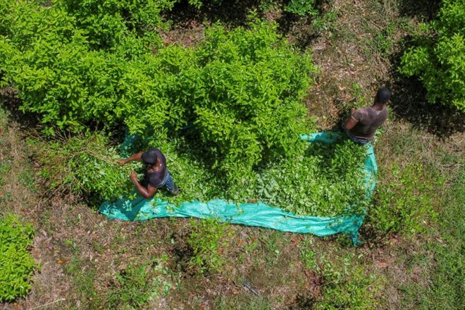 des raspachines (ramasseurs de feuilles de coca) dans un champ du département de Nariño, en Colombie, le 12 mai 2023
