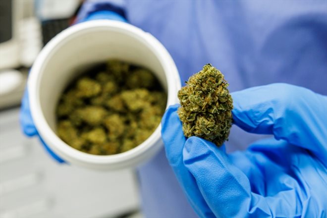 Le site de production de cannabis de la start-up Demecan, à Ebersbach près de Dresde, le 28 novembre 2022