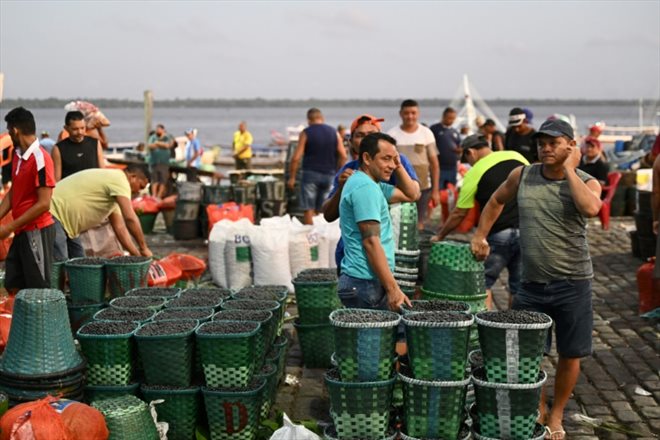 De l'açai vendu sur marché à Belem, dans le nord du Brésil, le 4 août 2023