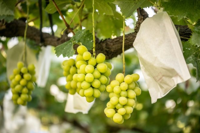 Du raisin Shine Muscat dans les vignes de Yuki Nakamura à Tomi, dans le centre du Japon, le 14 septembre 2023