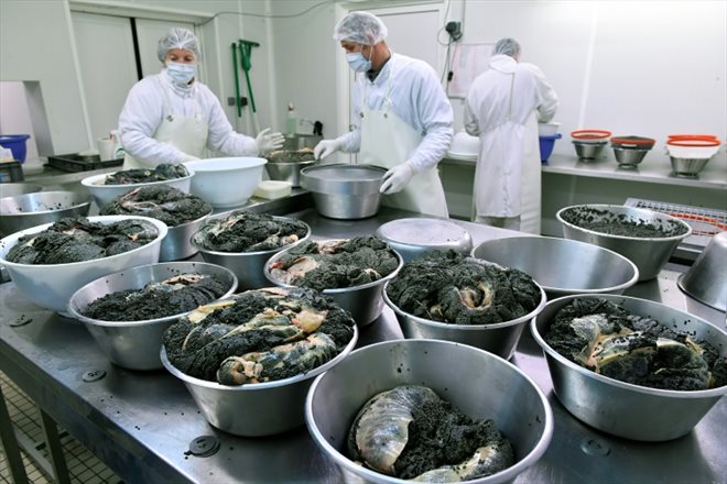 Des oeufs d'esturgeon sont préparés pour etre emballés dans la ferme d'aquaculture de  Sturia à Saint Genis-de-Saintonge, le 7 décembre 2022