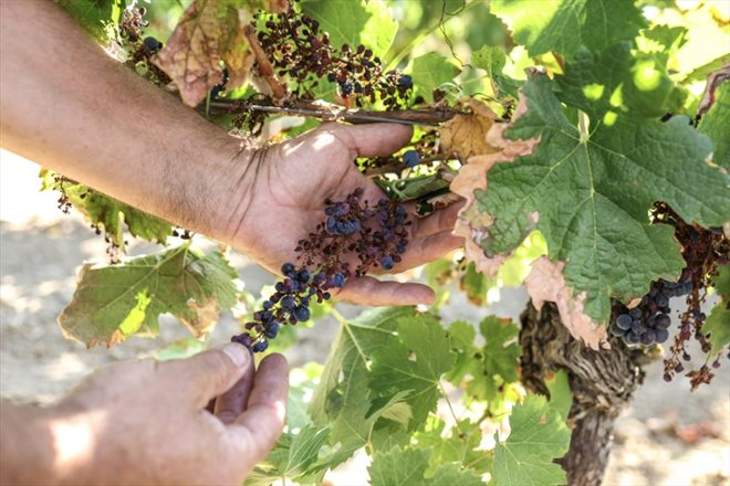 Des grappes de raison desséchées par le Mildiou à Brens, dans le vignoble de Gaillac, le 21 août 2023 dans le Tarn