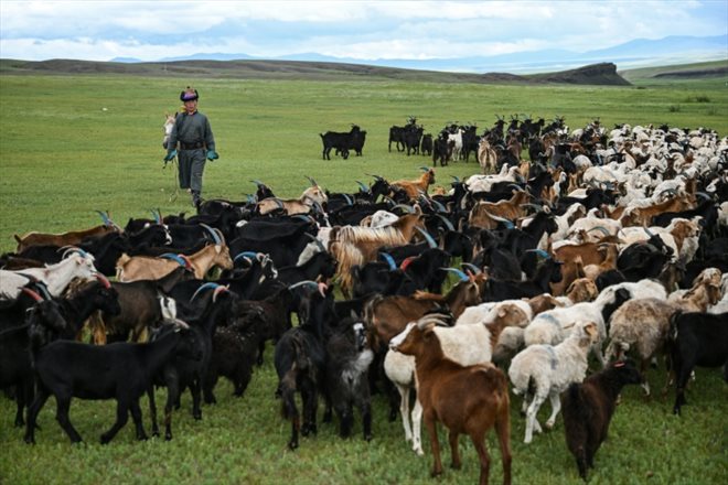 Luvsanbaldan Batsukh à Khishig-Undur dans la province de Bulgan dans le nord de la Mongolie le 5 juillet 2024