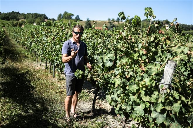 Le viticulteur Roland Legarnd dans ses vignes touchées par le mildiou, le 21 août 2023 à Rabastens, dans le Tarn