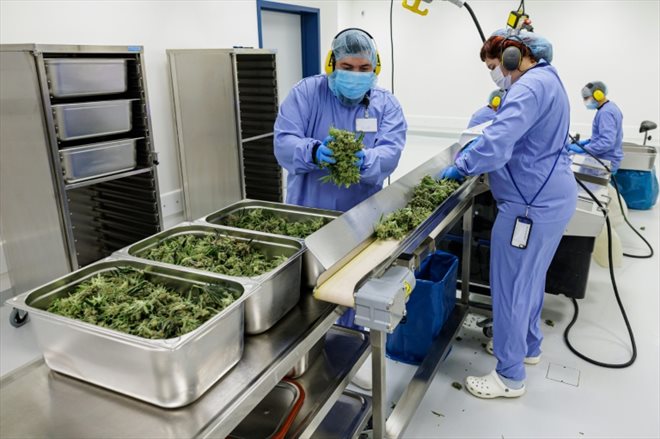 Le site de production de cannabis de la start-up Demecan, à Ebersbach près de Dresde, le 28 novembre 2022