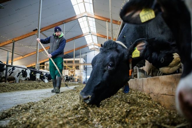 L'éleveur Marc Bernhardt dans sa ferme de vaches laitières, le 10 janvier 2024 à Freital, dans l'est de l'Allemagne