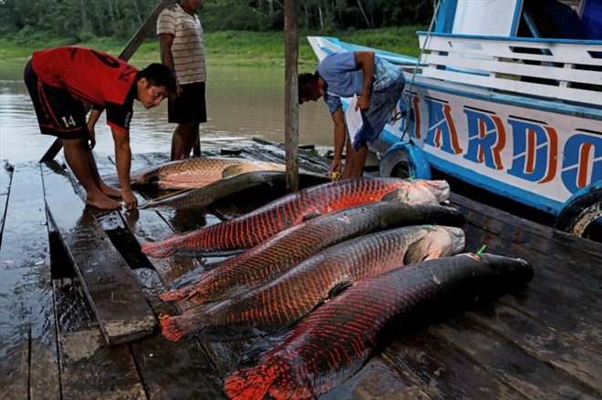Des pêcheurs déchargent des pirarucus (Arapaïma gigas) sur un quai de la réserve de développement durable (RDS) de Mamiraua à Fonte Boa, dans l'État d'Amazonas, au Brésil, le 4 novembre 2022