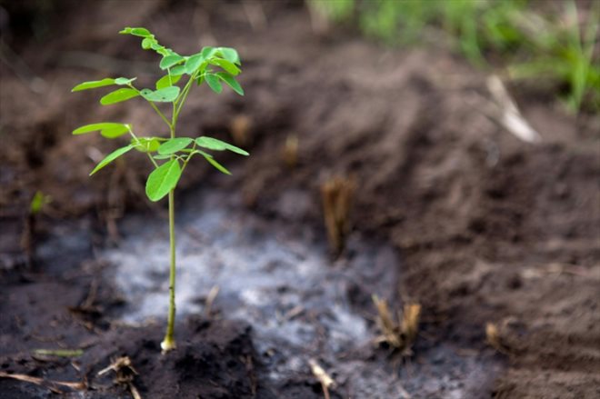 Un jeune acacia pousse dans le village d'Ibi (République démocratique du Congo) le 11 octobre 2011. Des acacias sont plantés avec du manioc dans le but de piéger le dioxyde de carbone présent dans l'atmosphère