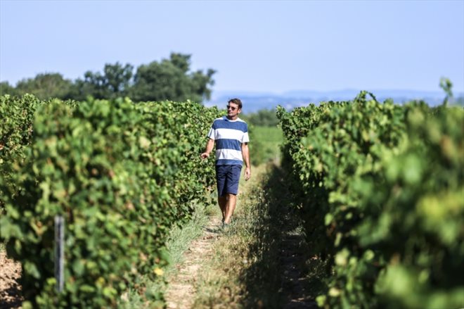 Le viticulteur Pascal Pelissou au milieu de ses vignes touchées par le mildiou, le 21 août 2023 dans le Tarn