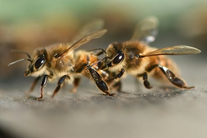 Selon la Fédération des associations de développement de l'apiculture (Ada France), 63% des apiculteurs français ont du mal à commercialiser leur récolte 2023