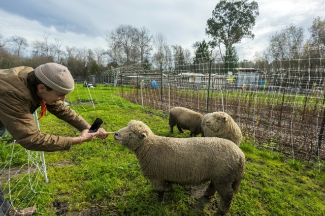 Nina Vukicevic, manager de Common Roots Farm, prend des photos pour les mettre sur la page Facebook de cette ferme à but non lucratif, à Santa Cruz en Californie le 26 janvier 2024