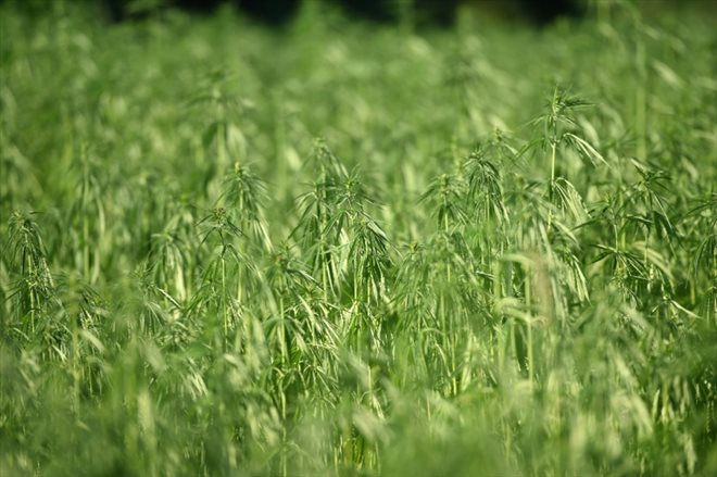 Un champ de chanvre, dont les débouchés vont du textile à la construction en passant par l'alimentation et les cosmétiques, à Saint-Agnet dans le sud-ouest de la France le 
11 juillet 2022