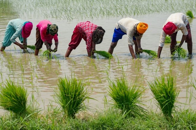 Des travailleurs plantent du riz dans les environs d'Amritsar, en Inde, le 19 juin 2023