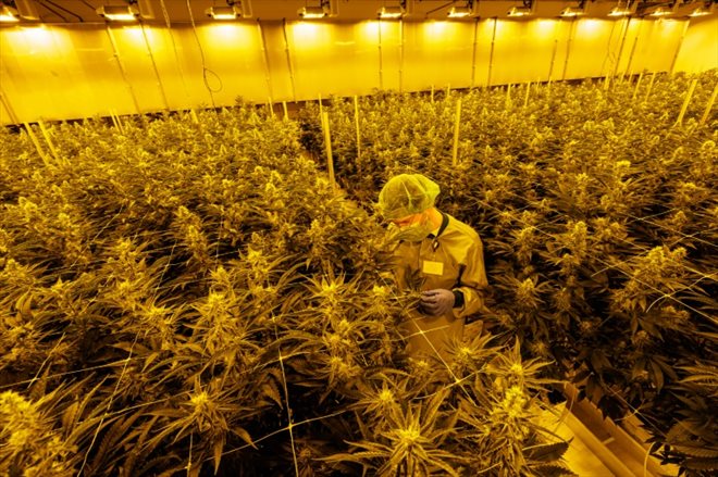 Le site de production de cannabis de la start-up Demecan, à Ebersbach près de Dresde, le 28 novembre 2022