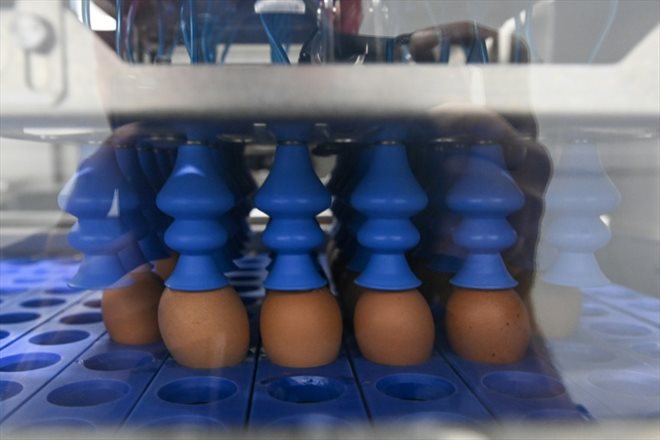 Une machine d’imagerie hyperspectrale trie les œufs par sexe au couvoir Lohmann de Saint-Fulgent, le 25 septembre 2023 en Vendée