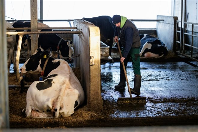L'éleveur Marc Bernhardt dans sa ferme de vaches laitières, le 10 janvier 2024 à Freital, dans l'est de l'Allemagne