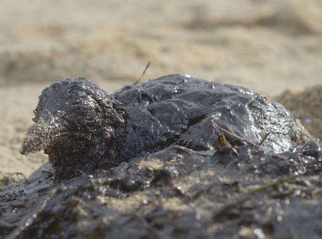 Une mouette imbibée de carburant provenant de la marée noire du Prestige, le 2 décembre 2002 sur la plage de Lires, dans le nord-ouest de l'Espagne