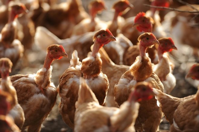 Un éleveur vendéen de volailles a dû lui-même tuer son cheptel touché par la grippe aviaire qui ravage les élevages du département