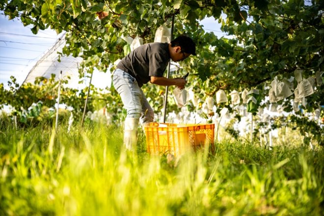 Le viticulteur Yuki Nakamura récolte du Shine Muscat dans ses vignes à Tomi, dans le centre du Japon, le 14 septembre 2023