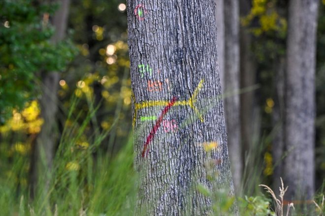Les forestiers sillonnent les parcelles pour estimer les arbres, à Saint Bonnet de Tronçais, le 20 septembre 2022