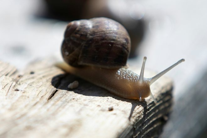 Un escargot de l'élevage d'Andreas Gugumuck, le 18 juin 2022 à Vienne, en Autriche