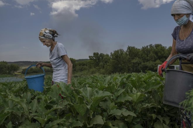 Des femmes récoltent des aubergines, non loin de la ligne de front dans la région du Donbass, en Ukraine, le 10 août 2022