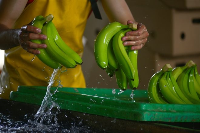 Une employée nettoie des bananes dans un site de production à Puerto Inca, en Equateur, le 31 mars 2022