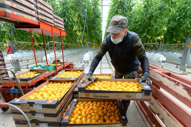 Récolte de tomates sous les serres des Jardins de Sévigné, le 31 mars 2022 à Cesson-Sévigné, en Ille-et-Vilaine