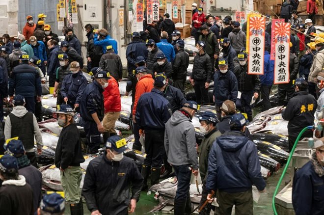 Des acheteurs et vendeurs à la traditionnelle vente aux enchères de thons du Nouvel An au marché aux poissons de Toyosu à Tokyo le 5 janvier 2023