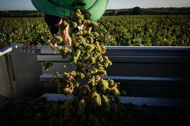 Vendanges à Château-Thébaud, le 13 septembre 2023 en Loire-Atlantiqu