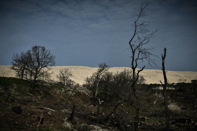 La végétation dévastée par les incendies de l'été dernier, au pied de la dune du Pilat, le 29 mars 2023 au Pyla-sur-Mer, en Gironde