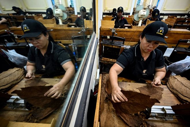 Des femmes roulent des cigares Cohiba dans la fabrique El Laguito à La Havane, le 8 septembre 2022