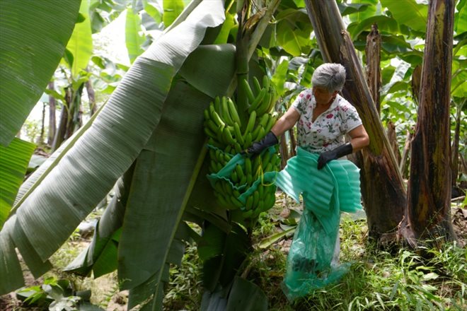 Mireya Carrera, dans sa bananeraie d'El Triunfo, en Equateur, le 31 mars 2022