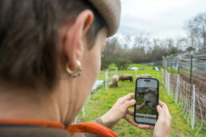 Nina Vukicevic, manager de Common Roots Farm, photographie un mouton pour la page Facebook de cette ferme à but non lucratif, à Santa Cruz en Californie le 26 janvier 2024