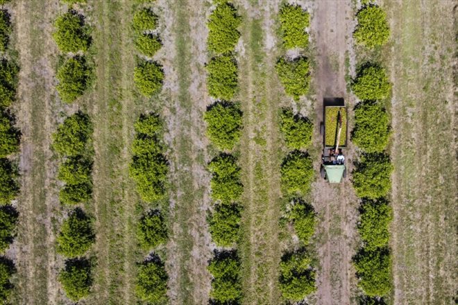 Un tracteur dans un verger d'orangers à Arcadia, en Floride, le 14 mars 2023