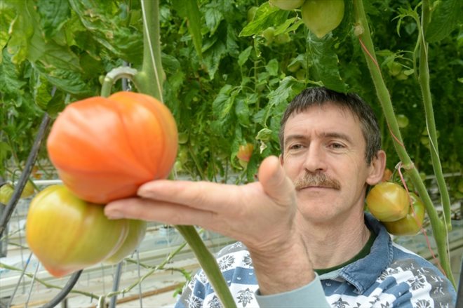 Le maraîcher Jean Guilbaud montre ses tomates dans sa serre des Jardins de Sévigné, le 31 mars 2022 à Cesson-Sévigné, en Ille-et-Vilaine
