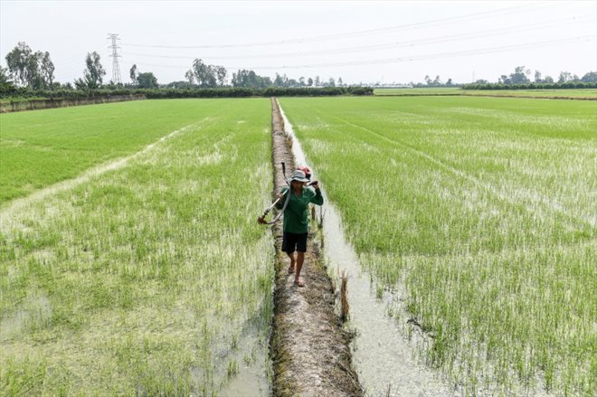 Des travailleurs plantent du riz dans les environs d'Amritsar, en Inde, le 19 juin 2023