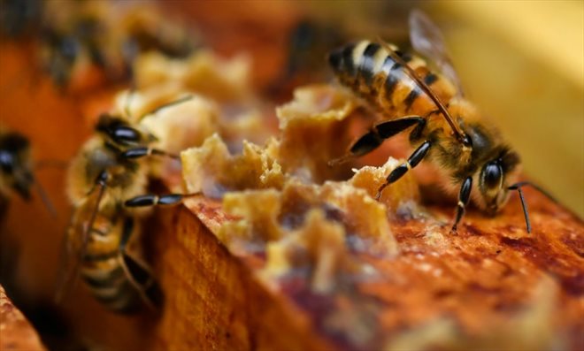 La récolte de miel 2022 oscillera entre 12.000 et 14.000 tonnes, en deçà des espérances des apiculteurs, les fleurs et abeilles ayant souffert du manque d'eau et des fortes chaleurs de l'été