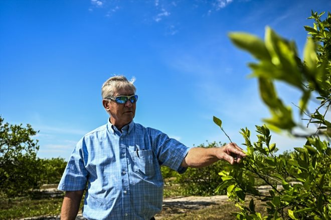 Vernon Hollingsworth, un agriculteur, observe l'un de ses vergers d'orangers à Arcadia, en Floride, le 14 mars 2023