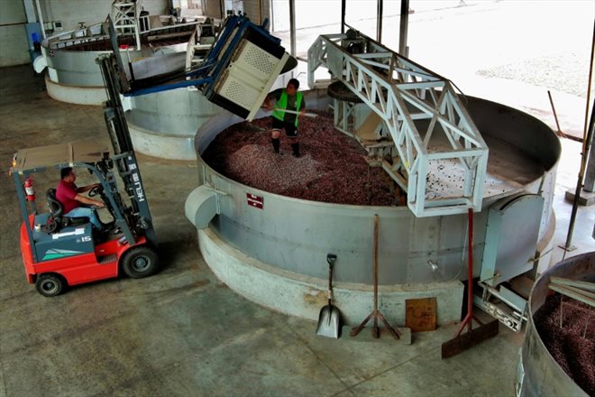 Des ouvriers alimentent en fèves de cacao un séchoir de l'entreprise Ecokakao à Buena Fe, dans la province de Los Rios, dans l'ouest de l'Equateur le 12 juin 2024